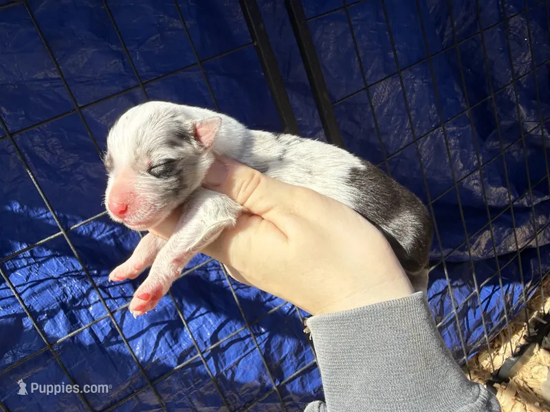 Poppy – Australian Shepherd puppy for sale in Pisgah, AL