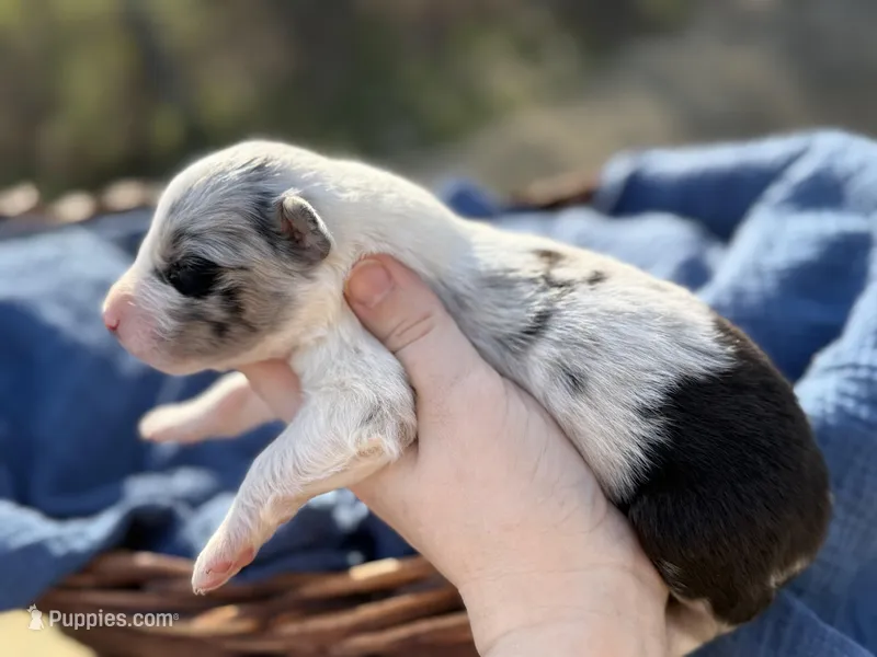 Poppy – Australian Shepherd puppy for sale in Pisgah, AL