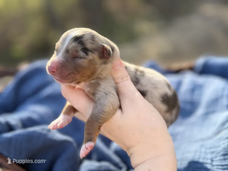 Robin, a female Australian Shepherd for sale in Pisgah, AL – Photo 1 of 1