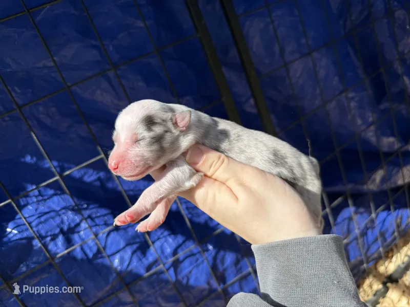 Primrose – Australian Shepherd puppy for sale in Pisgah, AL