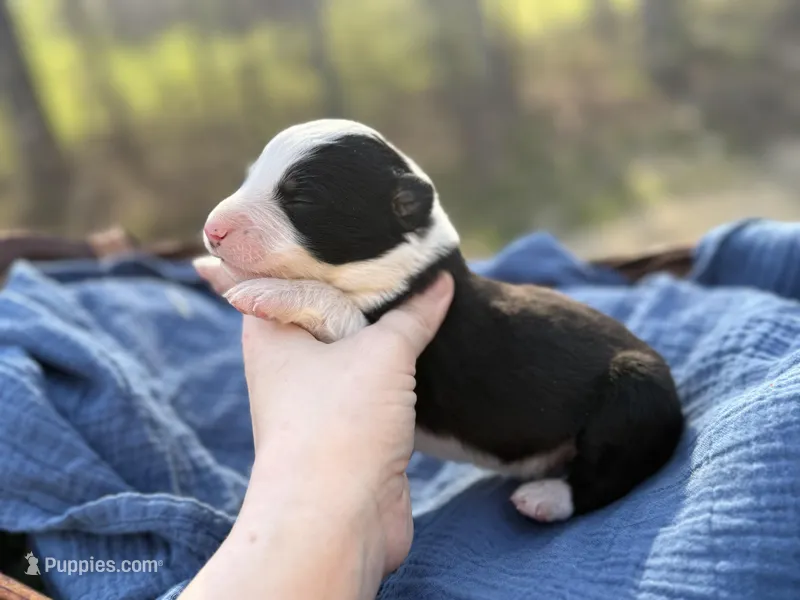 Drake – Australian Shepherd puppy for sale in Pisgah, AL