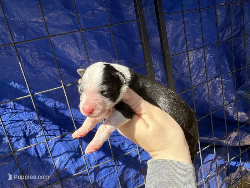 Drake – Australian Shepherd puppy for sale in Pisgah, AL