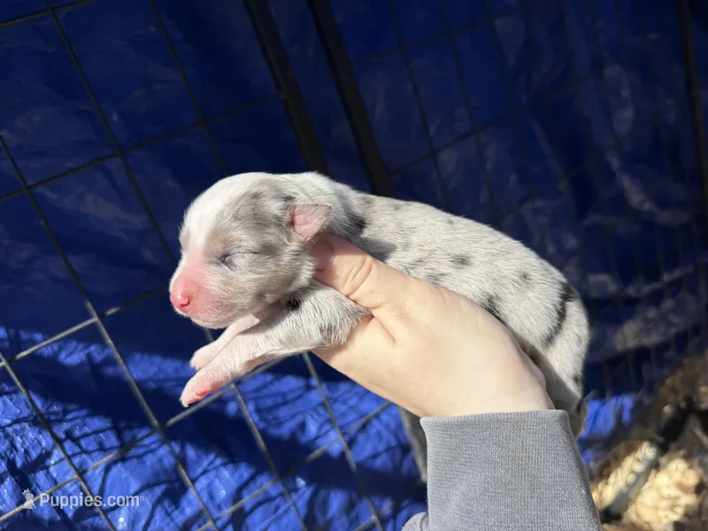 Amaranthus  – Australian Shepherd puppy for sale in Pisgah, AL