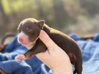 Birch, a female Australian Shepherd for sale in Pisgah, AL – Photo 2 of 2