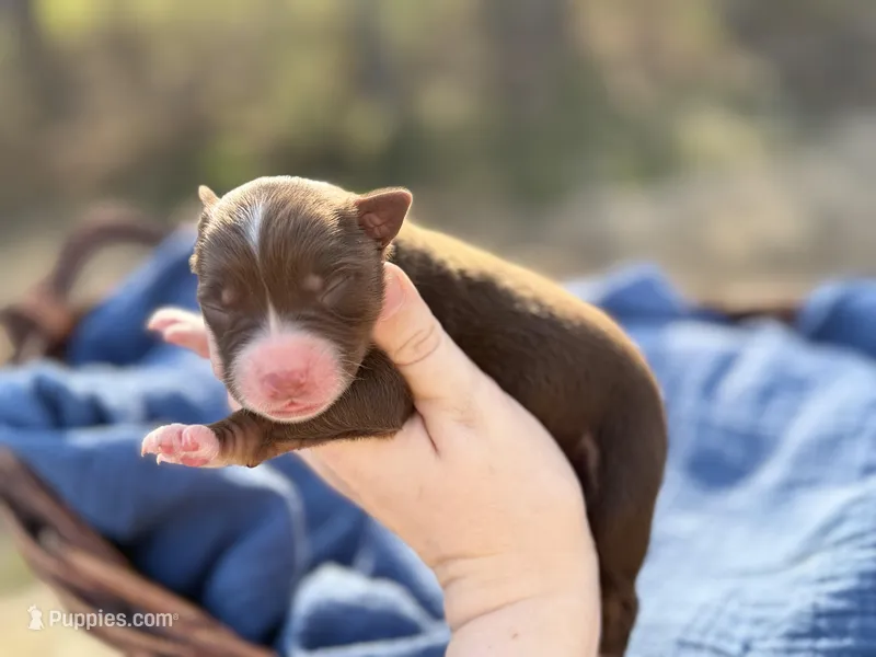 Birch – Australian Shepherd puppy for sale in Pisgah, AL