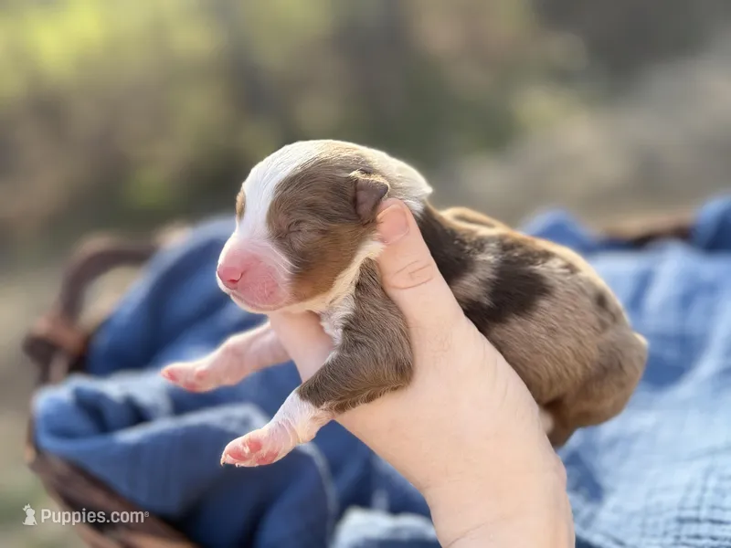 Honey – Australian Shepherd puppy for sale in Pisgah, AL