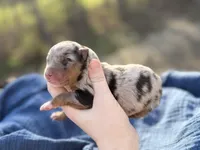 Tansy, a female Australian Shepherd for sale in Pisgah, AL – Photo 2 of 2