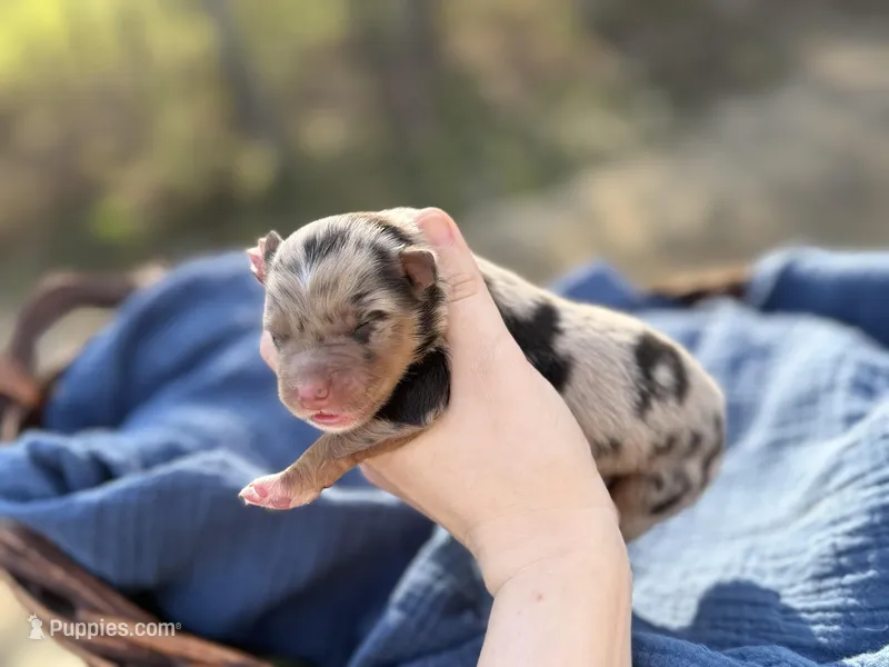 Tansy – Australian Shepherd puppy for sale in Pisgah, AL