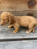 Tanner, a male Miniature Dachshund for sale in Madera, CA – 4 of 5
