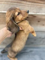 Rain, a male Miniature Dachshund for sale in Madera, CA – 2 of 7
