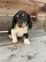 Oreo, a male Miniature Dachshund for sale in Madera, CA – 1 of 3