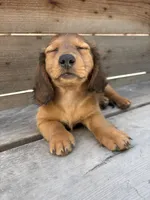 Rain, a male Miniature Dachshund for sale in Madera, CA – 5 of 7