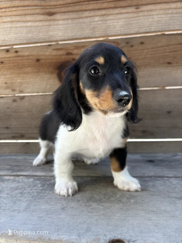 Oreo – Miniature Dachshund puppy for sale in Madera, CA
