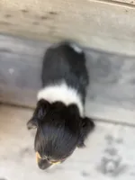Oreo, a male Miniature Dachshund for sale in Madera, CA – 2 of 3