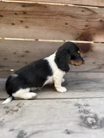 Oreo, a male Miniature Dachshund for sale in Madera, CA – 3 of 3