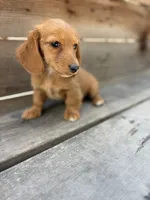 Tanner, a male Miniature Dachshund for sale in Madera, CA – 2 of 5