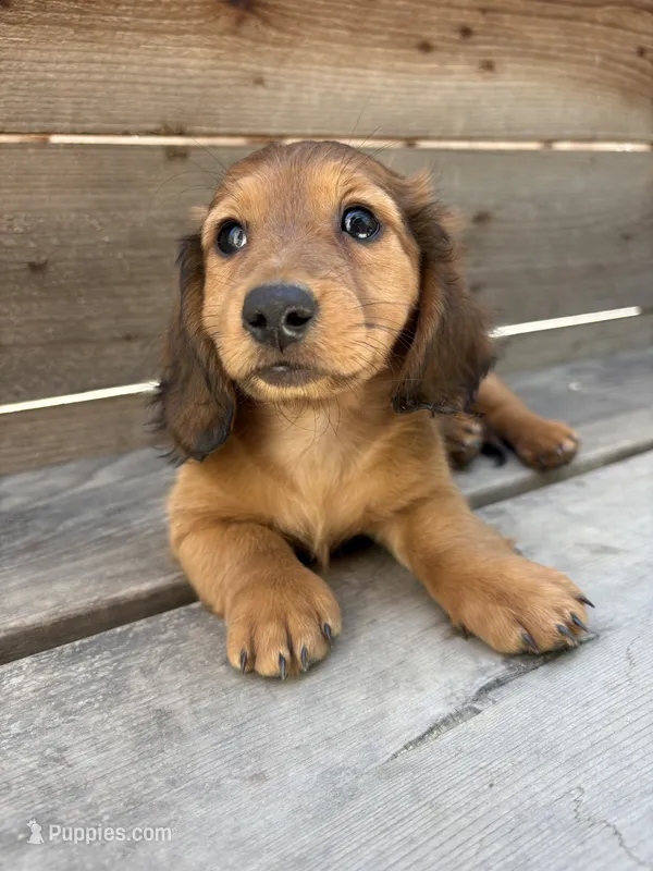 Rain – Miniature Dachshund puppy for sale in Madera, CA