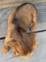 Rain, a male Miniature Dachshund for sale in Madera, CA – 6 of 7