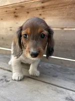 Axel, a male Miniature Dachshund for sale in Madera, CA – 4 of 4