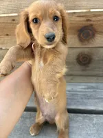 Tanner, a male Miniature Dachshund for sale in Madera, CA – 5 of 5