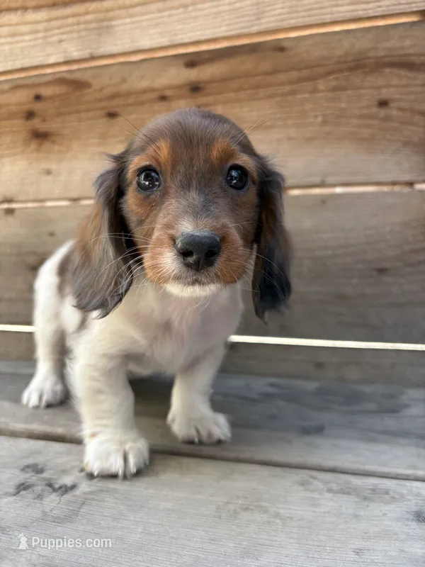 Axel – Miniature Dachshund puppy for sale in Madera, CA