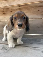Axel, a male Miniature Dachshund for sale in Madera, CA – 1 of 4