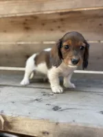 Axel, a male Miniature Dachshund for sale in Madera, CA – 2 of 4