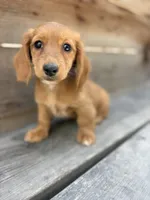 Tanner, a male Miniature Dachshund for sale in Madera, CA – 1 of 5