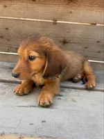 Rain, a male Miniature Dachshund for sale in Madera, CA – 4 of 7