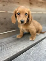 Tanner, a male Miniature Dachshund for sale in Madera, CA – 3 of 5