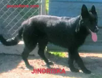 AKC EMMA , a female German Shepherd Dog for sale in Honey Grove, TX – 2 of 3