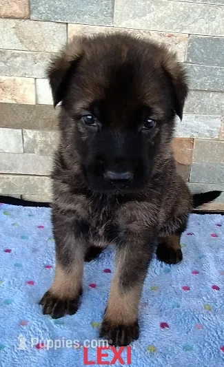 AKC LEXI – German Shepherd Dog puppy for sale in Honey Grove, TX