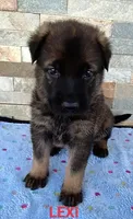 AKC LEXI, a female German Shepherd Dog for sale in Honey Grove, TX – 1 of 4