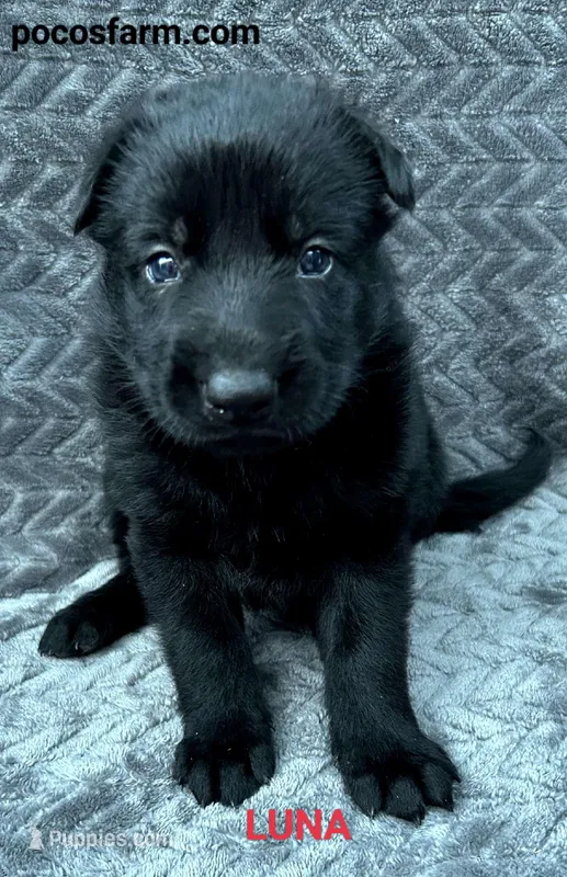 AKC LUNA  – German Shepherd Dog puppy for sale in Honey Grove, TX