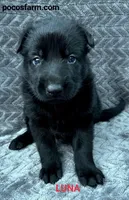AKC LUNA , a female German Shepherd Dog for sale in Honey Grove, TX – 1 of 3