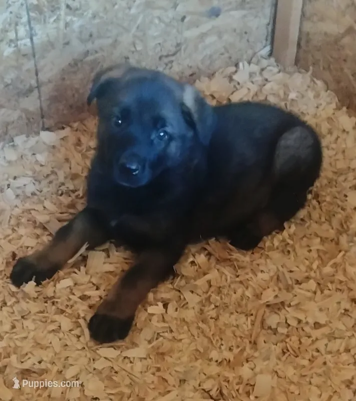 AKC BELLA – German Shepherd Dog puppy for sale in Honey Grove, TX