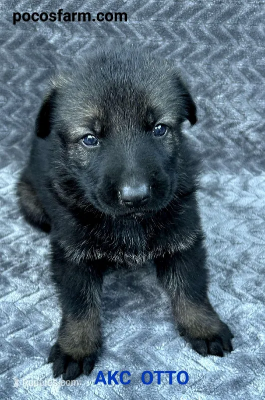 AKC OTTO – German Shepherd Dog puppy for sale in Honey Grove, TX