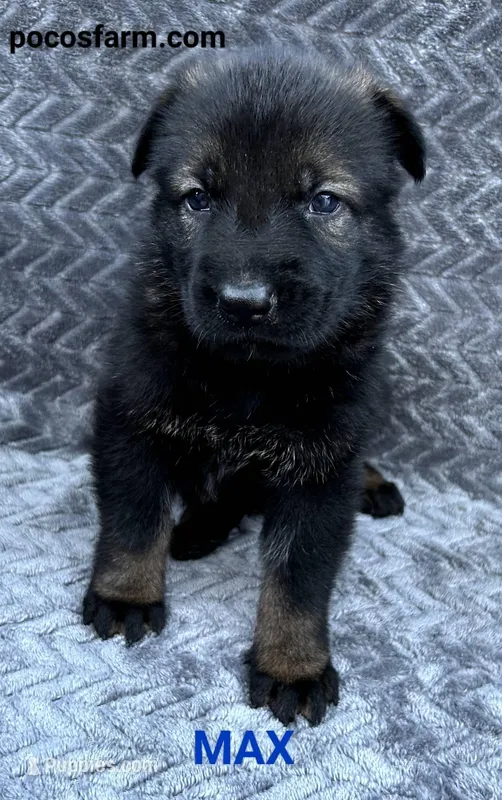 AKC MAX  – German Shepherd Dog puppy for sale in Honey Grove, TX