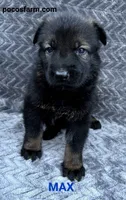 AKC MAX , a male German Shepherd Dog for sale in Honey Grove, TX – 1 of 3