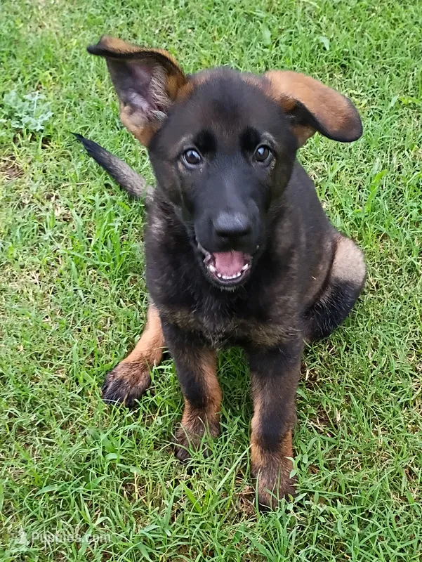 AKC ABBY  – German Shepherd Dog puppy for sale in Honey Grove, TX
