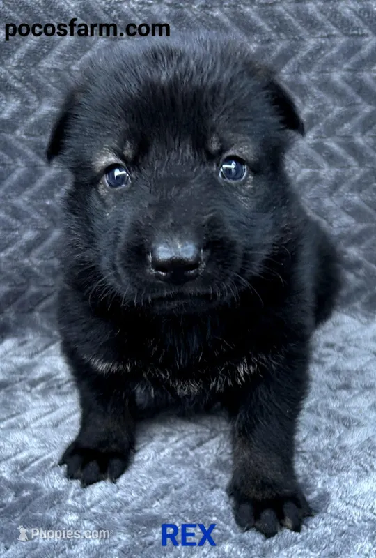 AKC REX  – German Shepherd Dog puppy for sale in Honey Grove, TX