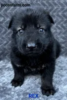 AKC REX , a male German Shepherd Dog for sale in Honey Grove, TX – 1 of 3