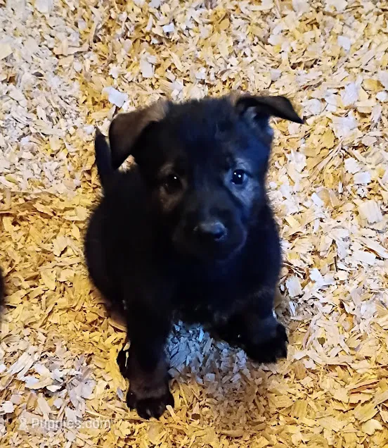 AKC OTIS  – German Shepherd Dog puppy for sale in Honey Grove, TX