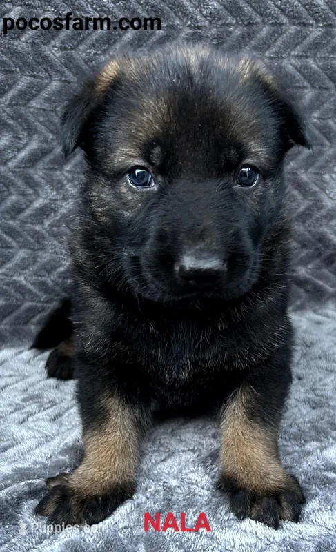 AKC NALA  – German Shepherd Dog puppy for sale in Honey Grove, TX