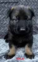AKC NALA , a female German Shepherd Dog for sale in Honey Grove, TX – 1 of 3