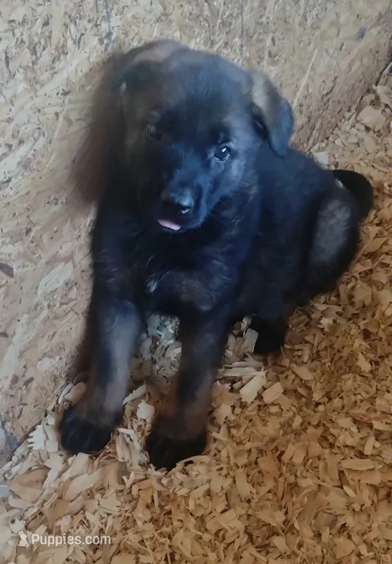 AKC BELLA – German Shepherd Dog puppy for sale in Honey Grove, TX