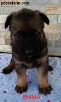 AKC EMMA , a female German Shepherd Dog for sale in Honey Grove, TX – 1 of 3