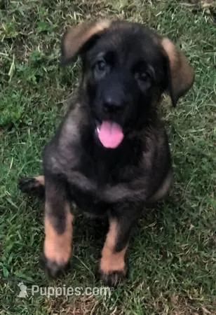 AKC LEXI – German Shepherd Dog puppy for sale in Honey Grove, TX