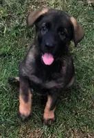 AKC LEXI, a female German Shepherd Dog for sale in Honey Grove, TX – 1 of 3