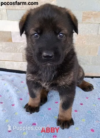 AKC ABBY , a female German Shepherd Dog for sale in Honey Grove, TX – 1 of 3
